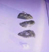 One of Flints finds that I happen to have a photo of. 